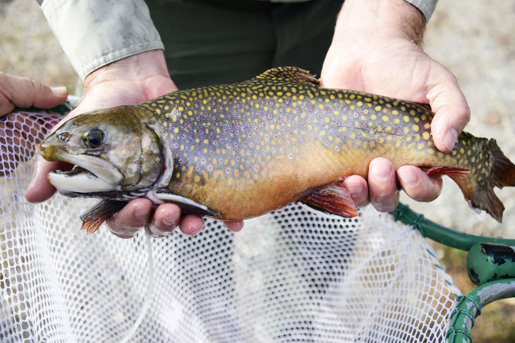 Fish and Game looks to improve alpine fisheries with “super-male” brook trout-4